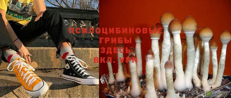 ссылка на мегу зеркало  Лихославль  Псилоцибиновые грибы Magic Shrooms  где купить  